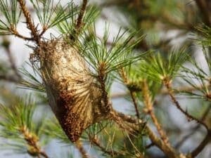  debellare processionaria