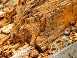 disinfestazione tarli costo