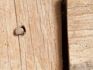 disinfestazione ecologica tarli