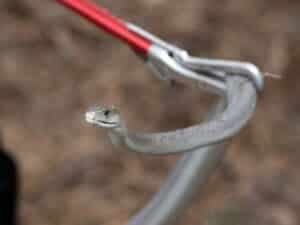  allontanare i serpenti