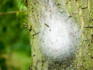 debellare processionaria
