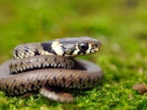 disinfestazioni serpenti a Bergamo