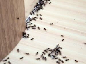 Quanto costa una disinfestazione da insetti?