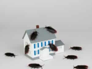 disinfestazione blatte Bergamo
