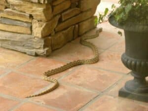 disinfestazione serpenti