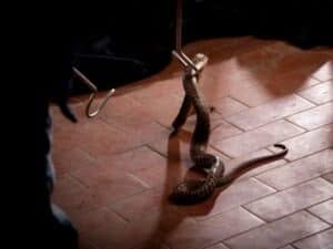 disinfestazione serpenti Bergamo