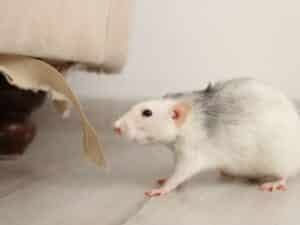 disinfestazione topi in casa