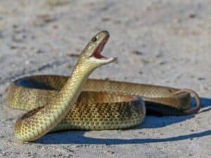 allontanamento serpenti
